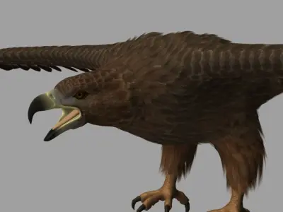 Eagle hawk flying in sky 3D model