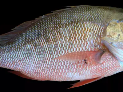 pargo Free 3D model