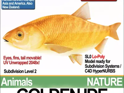 Golden Ide 3D model