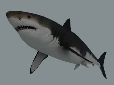 Megalodon Shark Low-poly 3D model