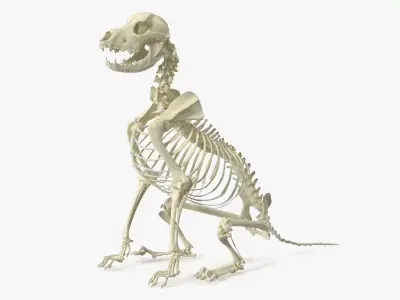 Dog Skeletal Anatomy Sitting Pose 3D model