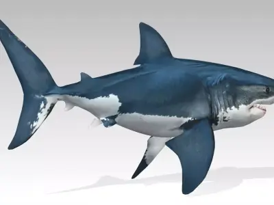 Great White Shark Low-poly 3D model 14