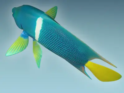 Anglefish 5 angelfish 3D model