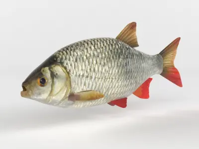 Rudd Fish 3D model buy