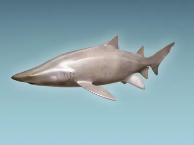 Sand Tiger Shark 3D model