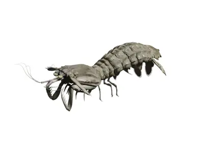 animated mantis shrimp 3D model