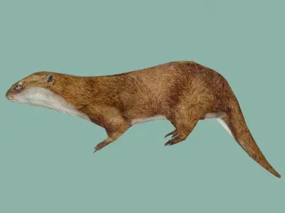 squrrel lowpoly 3d model 3D model