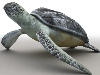 Leatherback Sea Turtle Dermochelys Coriacea Low-poly 3D model