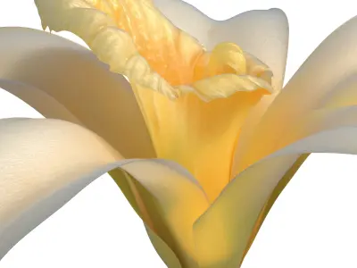  Vanilla Flower 
