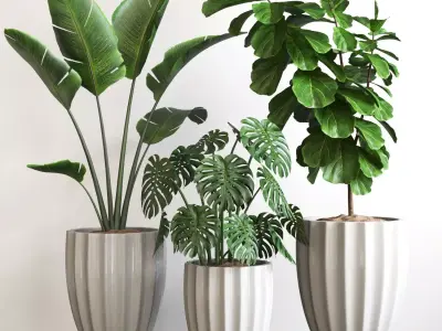 Plant Collection Rpm 08 3D model