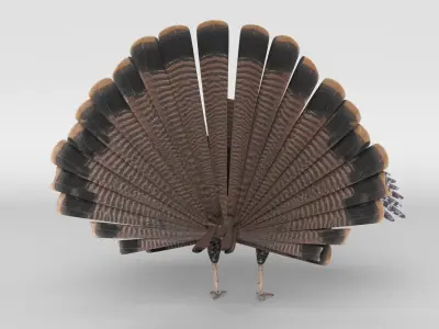  Turkey Animated 