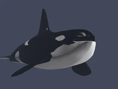 Killer Whale 3D model buy