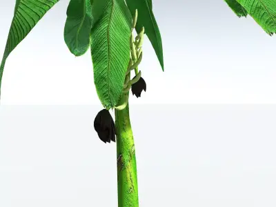 EVERYPlant Banana Plant LowPoly Low-poly 3D model