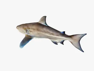 Nurse Shark Free 3D model