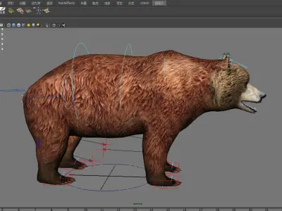 mammal wildlife zoo animal nature danger bear male short  3D model