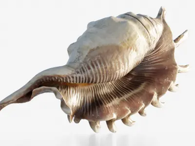 Scanned seashell Low-poly 3D model