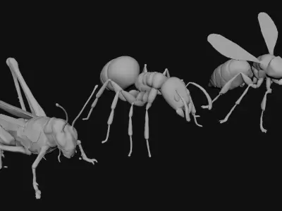 Animals Insect 3D model