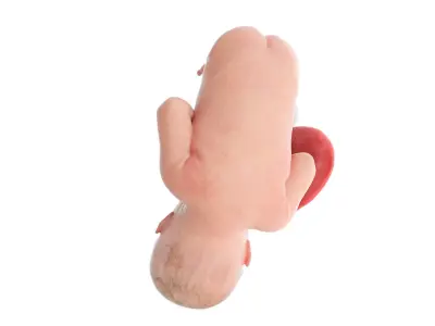 Fetus Week 39 Animated 3D model