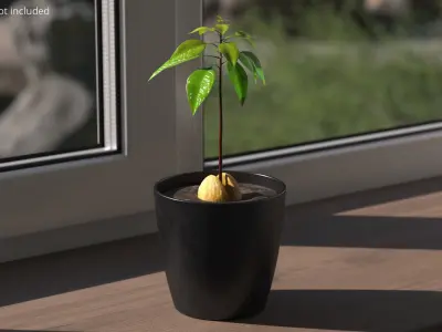 Avocado Seedling Planted in Pot of Soil 3D model