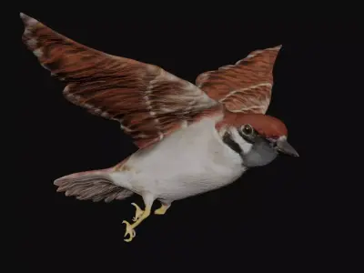 Sparrow bird fully rigged and low poly Low-poly 3D model