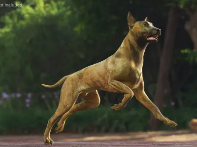  Dutch Herding Dog in Run Pose Gold Brindle 