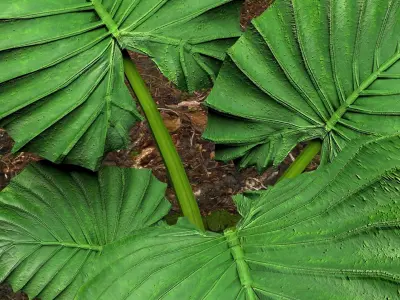 Plants 3D 3D model