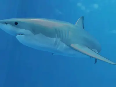 Great White Shark Low-poly 3D model order