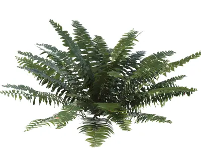 Sword Ferns 01-08 with LODs 3D model