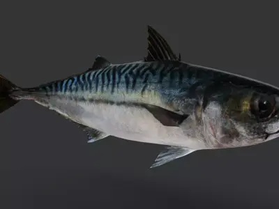 Realistic Mackerel Animated 3D model