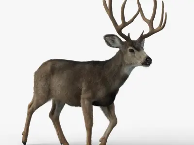 Mule Deer 3D model buy