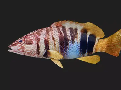 erranidae Low-poly 3D model