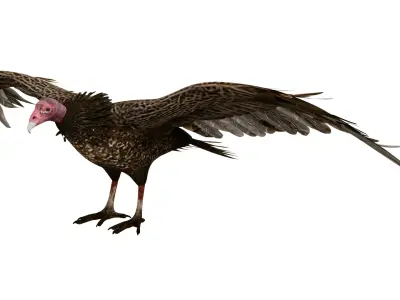 Vulture 3D model purchase