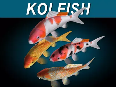 Koi Fish 3D model order