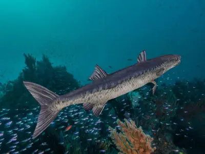 Barracudas fish Low-poly 3D model