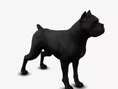 dog canne corso Low-poly 3D model