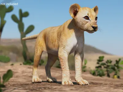 Lion Cub 3D model purchase