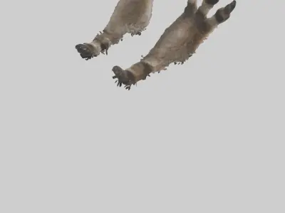 Raccoon Paws Low-poly 3D model