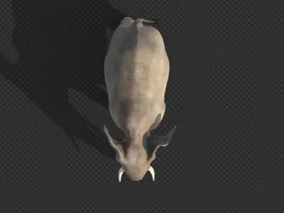 elephant with tusks Low-poly 3D model purchase