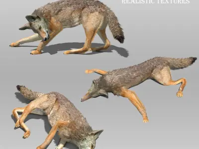 Coyote Animated 3D model