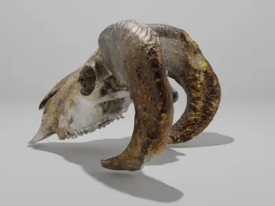 Skull ram Low-poly 3D model