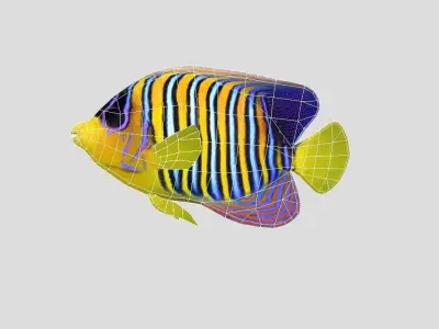 Regal Angelfish Realistic Animated Low-poly 3D model