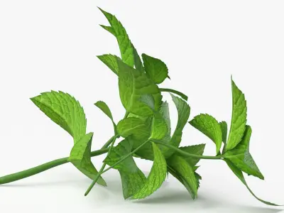 Prop 13 Mint Sprigs Type 01 3D model