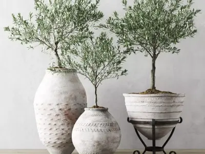 Olive European In Antique Vessels 3D model