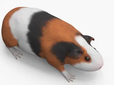  Tricolor Guinea Pig Short Hair Black Brown White 