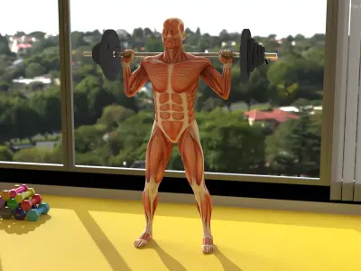 Anatomy Male Muscular System Squats Animated for Cinema 4D 3D model