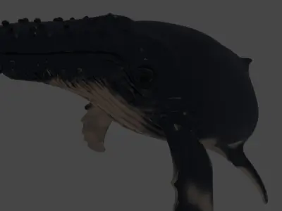 Realistic Humpback Whale Low-poly 3D model