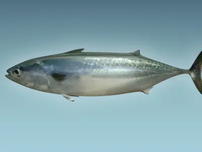 Bonite Fish 3D model