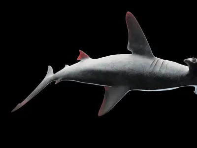 Hammerhead Shark Low-poly 3D model buy