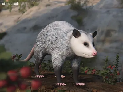  Opossum 