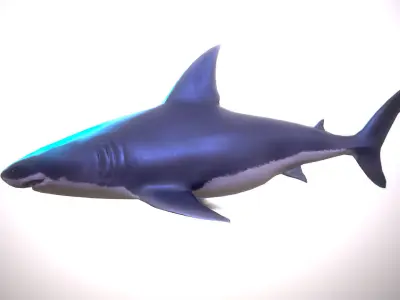 Great white shark Low-poly 3D model 9